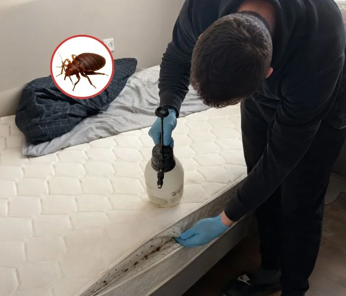 Technicien traitant un matelas contre les punaises de lit à Fontenay-sous-Bois